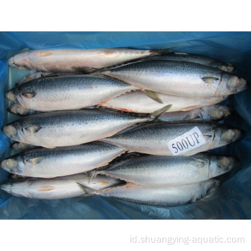 Frozen Pacific Mackerel Fish 200-300g 300-500g Harga